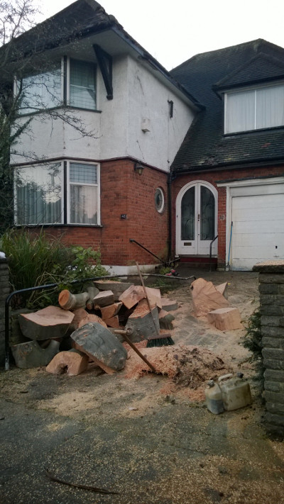 Chicken of the Woods fungus (Leatiporous Sulphuruse)